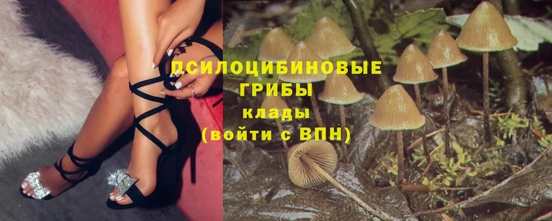 даркнет как зайти  купить закладку  Семилуки  Галлюциногенные грибы MAGIC MUSHROOMS 